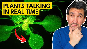 Verbluffende beelden onthullen de geheime taal van planten