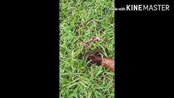 Thor Hammer Kinemaster