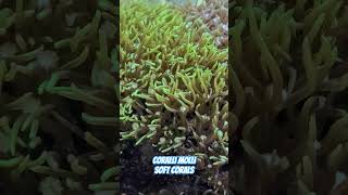 Coralli molli #softcoral