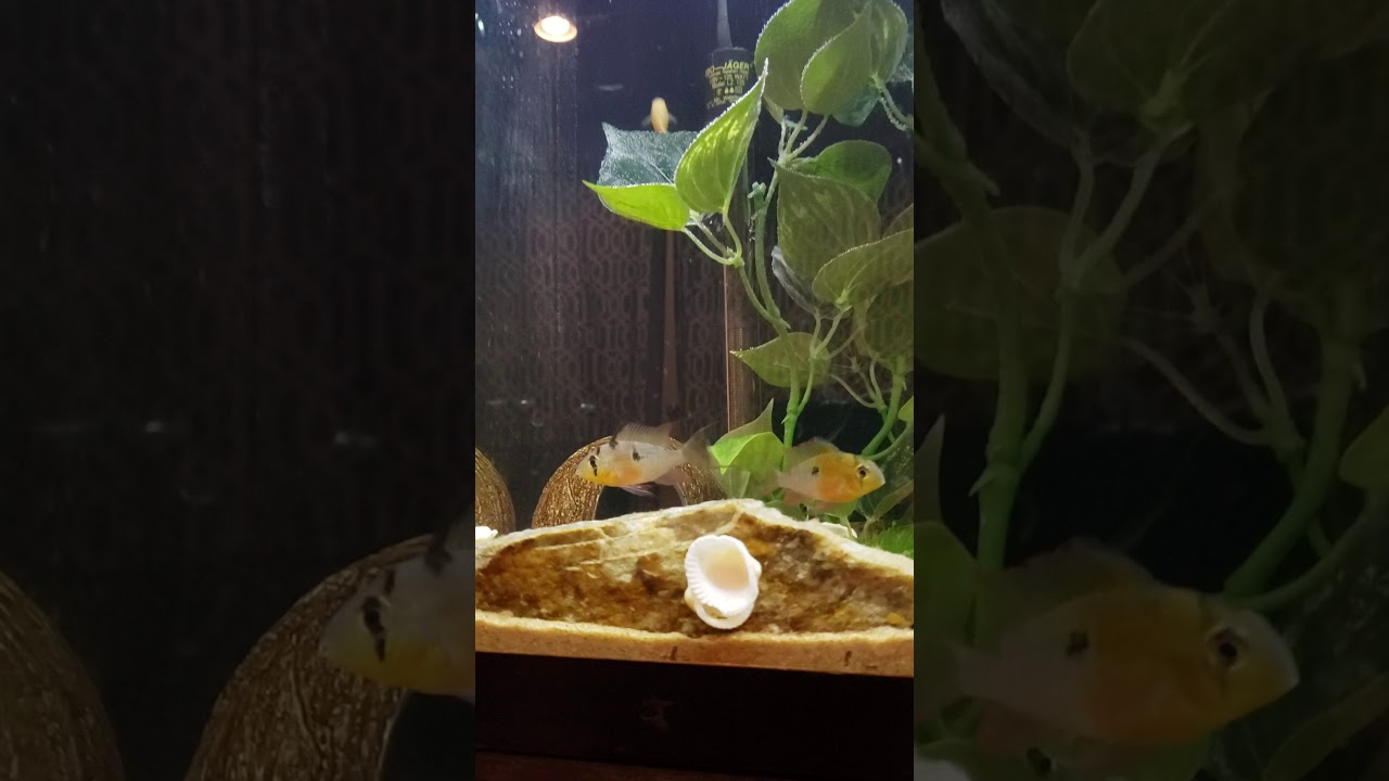 Bolivian Rams community tank