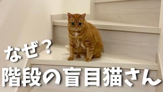 盲目猫さんと妻、階段を上る理由があります。