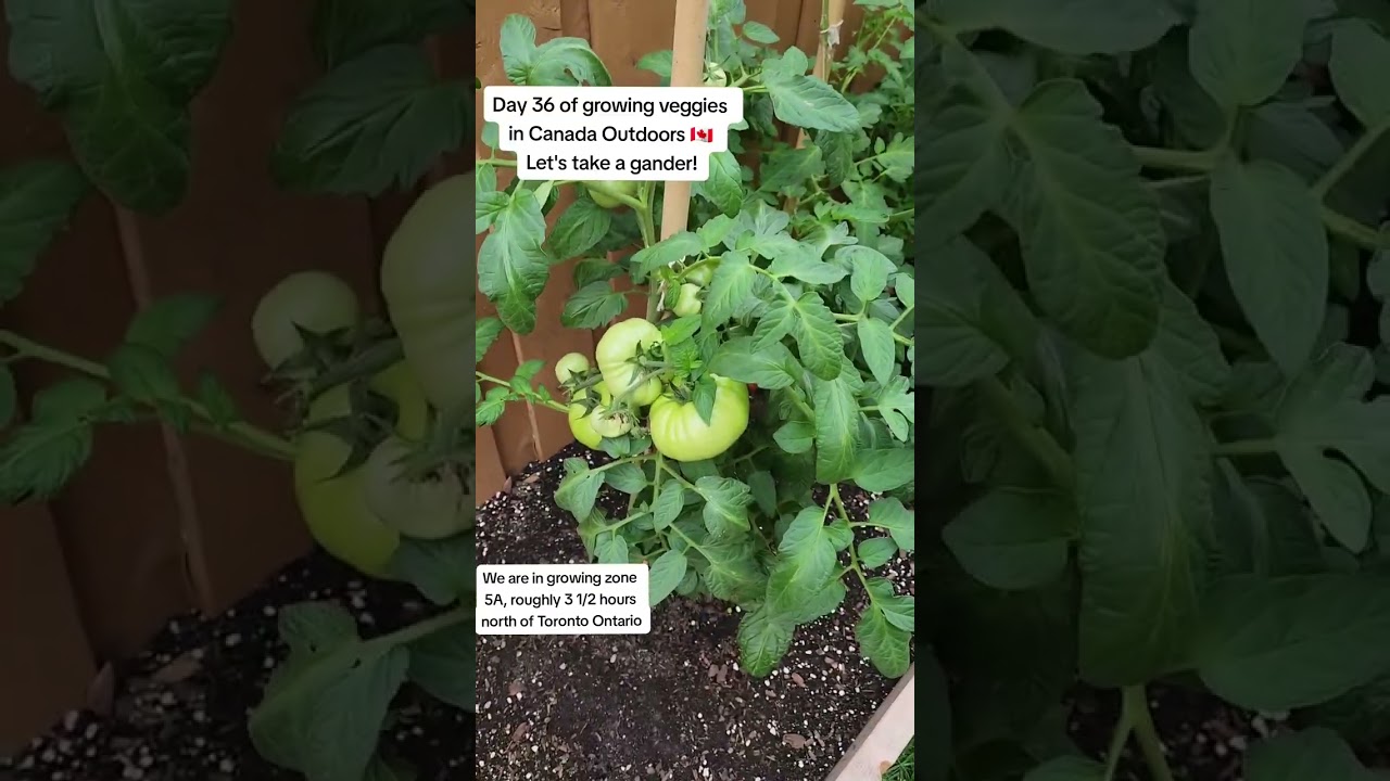 Day 36 of growing veggies in Canada Outdoors 🇨🇦 Let's take a gander!