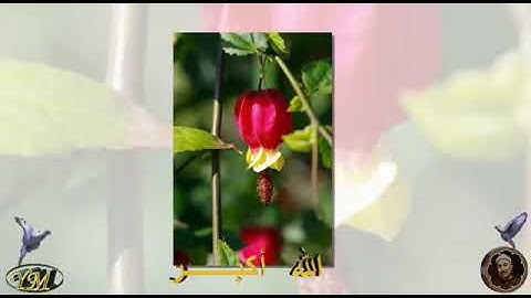 93 سورة الضحى كاملة للقارئ الشيخ محمد الطبلاوي