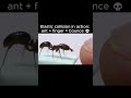Ant vs finger 💀 #science #memes