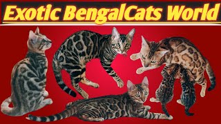 Exotic Bengalcats World | Bengalcat For Sale 8828891233  #cats #pet #vlog #animal #viral #mumbai