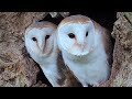 Barn Owls&#39; Legacy of Love  | Full Story | Gylfie &amp; Finn | Robert E Fuller