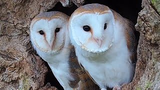 Owl Mum Brings Up Chicks After Dad Dies | Full Story | Gylfie & Finn | Robert E Fuller