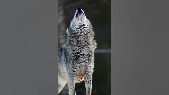 Wolf Howl | wolf howling at the moon