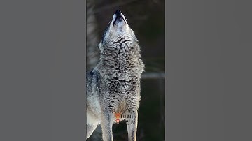 Thumbnail of Wolf Howl | wolf howling at the moon