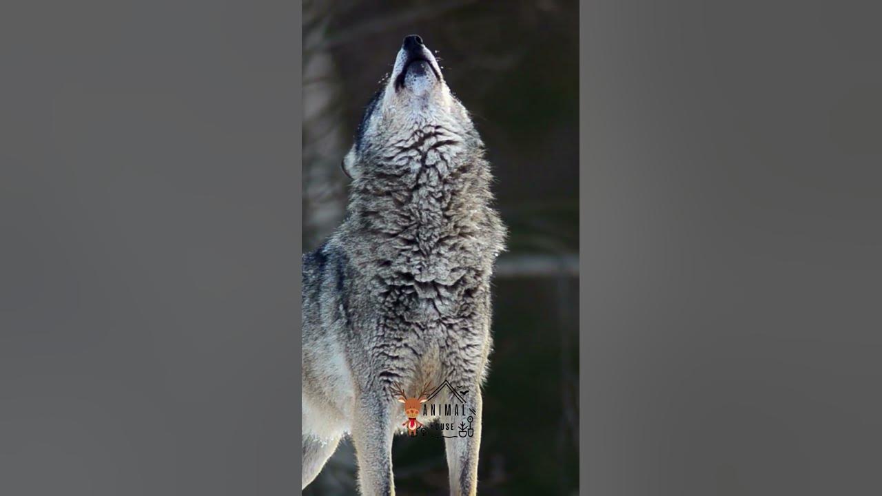 Wolf Howl | wolf howling at the moon Wolf Howl | wolf howling at the moon