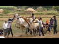Powerful native bulls run in Teragaon bullock cart race