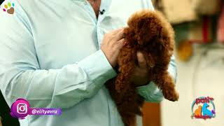 Poodle ırkı köpeklerin renk tonu açılabilir mi ?