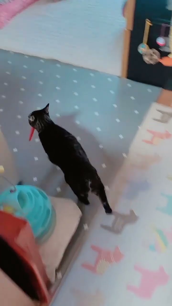 TRÈ DRÔLE LE CHAT ? ? ? ? ? ? ? ? ?