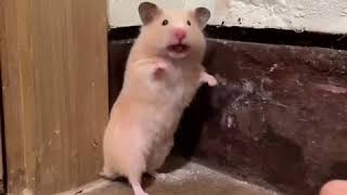 Shocked hamster makes a noise