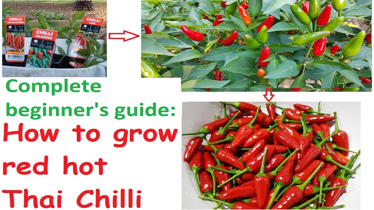 Complete beginner's guide - How to grow Thai Chilli easily in you ...