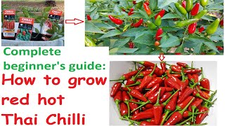 Complete beginner's guide - How to grow Thai Chilli easily in you garden