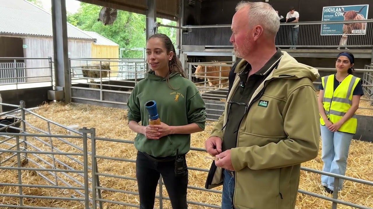 Shetland Pony Rainbow had her foal!