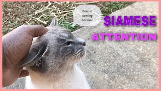 SIAMESE CAT WANTS ATTENTION by The Cat Bunch 183 views 2 years ago 5 minutes, 42 seconds