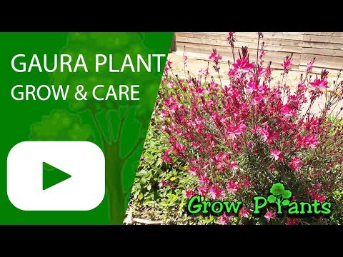 Gaura plant- growing information (Beeblossom)