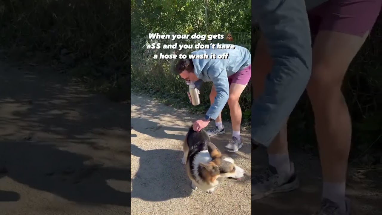 How to clean your dog’s bum if you forgot wipes 