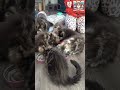 Vinden onze KITTENS dit VOER van LEONARDO lekker? We gaan het TESTEN. Blikken van 800ml  #shorts