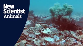 Female octopuses intentionally throw debris at harassing males