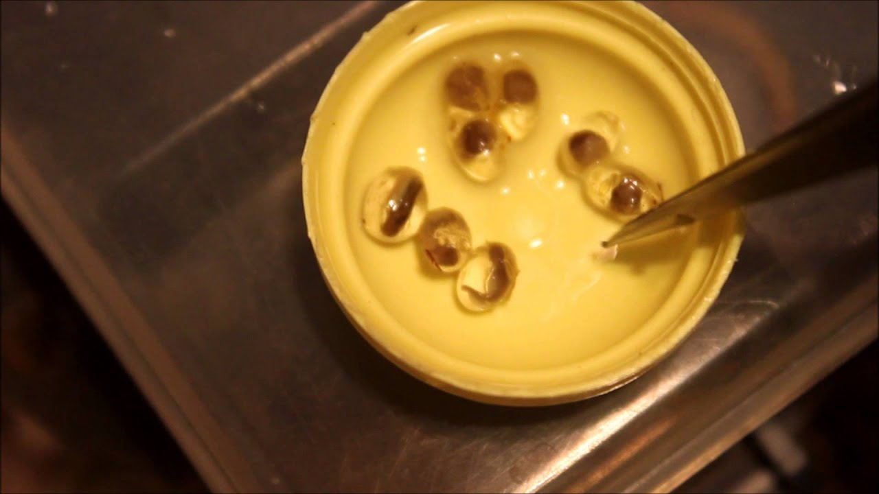 leopard geckos as pets Fire Belly Newts laying more eggs -_-....