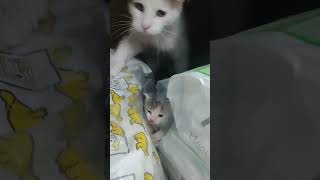 Kedi iyi yere kapak atmiş❤️❤️