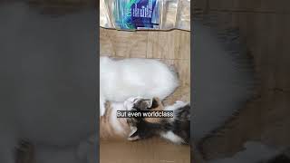 Download Lagu is this peak cutenes #cat MP3