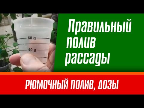 Как правильно поливать рассаду помидор после пикировки. Надежный способ от профессионалов.