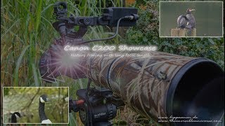 Canon C200 Showcase - Autofocus for Nature Filming