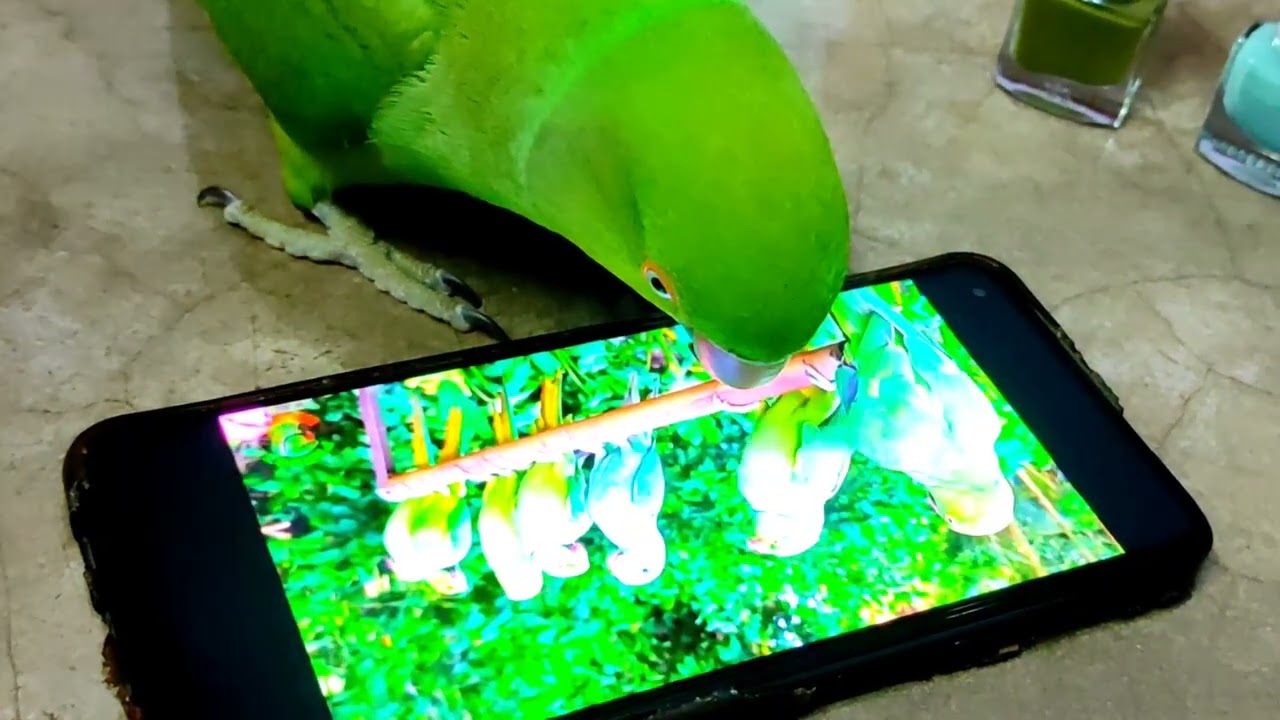 Teaching a parrot to talk🦜 (तोते को बोलना सिखाना)🦜 My Parrot Original Voice🦜