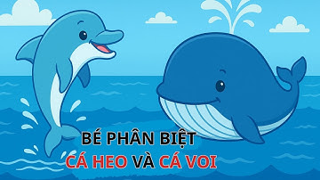Dạy Bé Phân biệt Cá Heo và Cá Voi 🐬🐋  Bé học thế giới động vật biển.