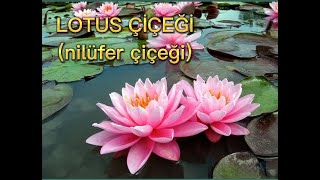 Lotus Çiçeği Tohumu #agriculture #tohum #lotus #lotusseed