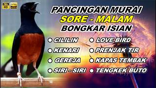 🔴 LIVE 45 - PANCINGAN MURAI BATU MALAM HARI FULL ISIAN TEMBAKAN, AMPUH MELATIH MURAI BONGKAR ISIAN