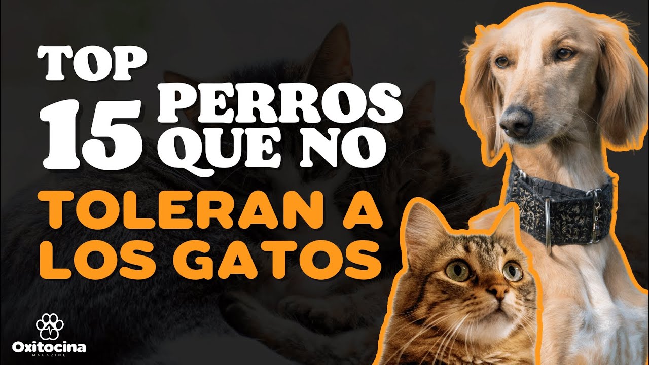A Los Perros Les Gustan Los Gatitos