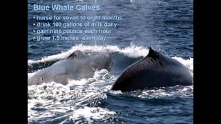 The Blue Whale Balaenoptera Musculus