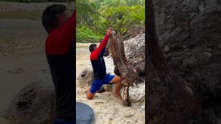 Amazing,Discovery Of Millions Of Pure D Sticking To Old Wood