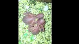 Nascita Cocorite -Schiusa Uova-