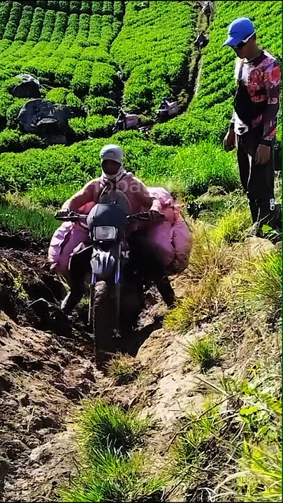 Kailangan madala na agad sa market