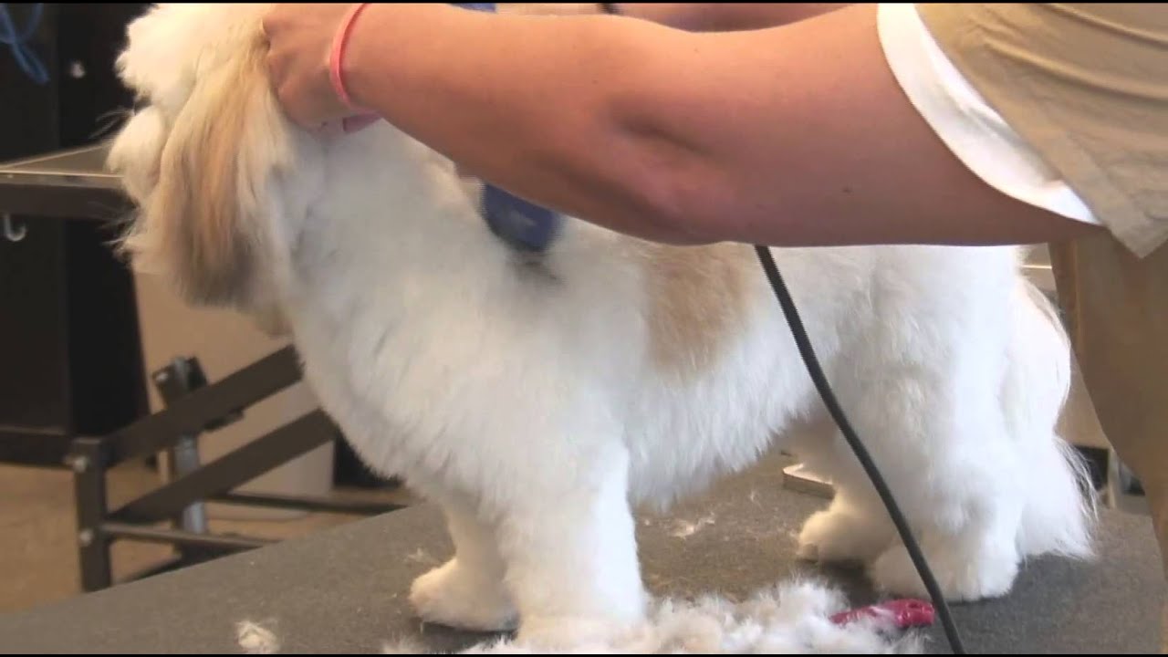 How To Use Clippers When Grooming A Shaggy Haired Dog Dog Grooming Youtube