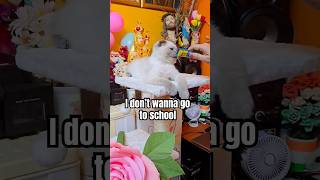 Monday morning hits different #ScottishFold #BluePoint #CatShorts #FunnyCat #Relatable #shorts