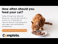 How Often Should You Feed Cat: Essential Feeding Schedule Tips