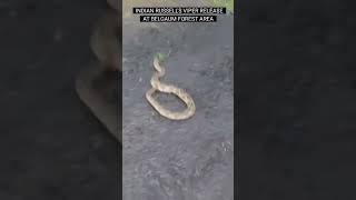 Indian Russells Viper Release At Belgaum Forest Area