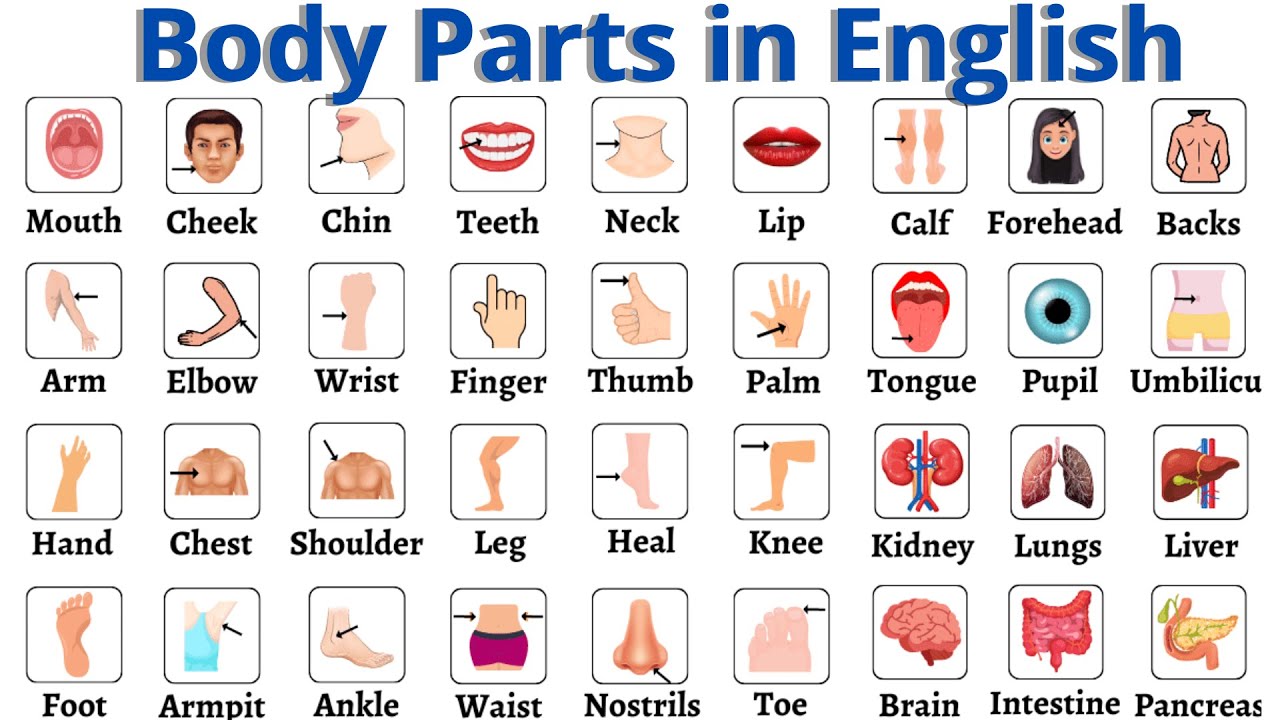 Части тела | Части тела для начинающих | Изучаем части тела на английском языке