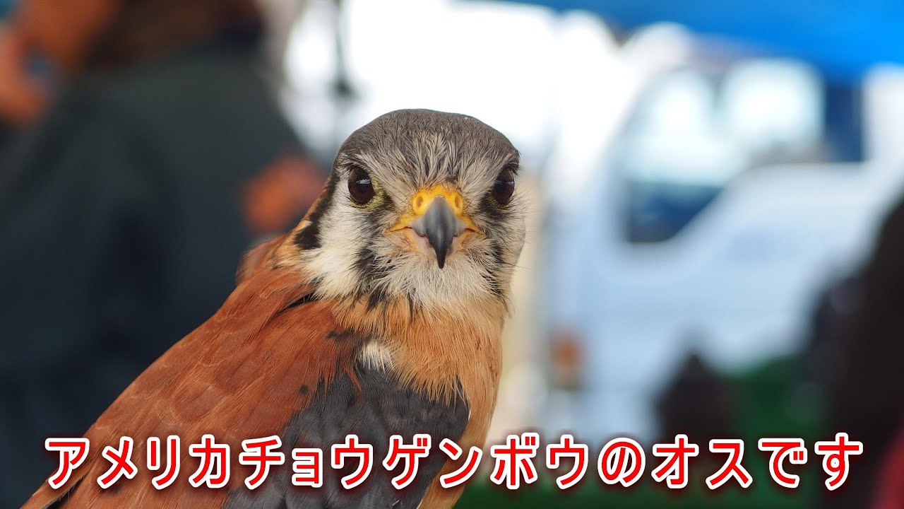 可愛いアメリカチョウゲンボウ Youtube