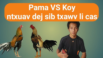 qaib pama VS pakoy ntxuav dej sib txawv li cas