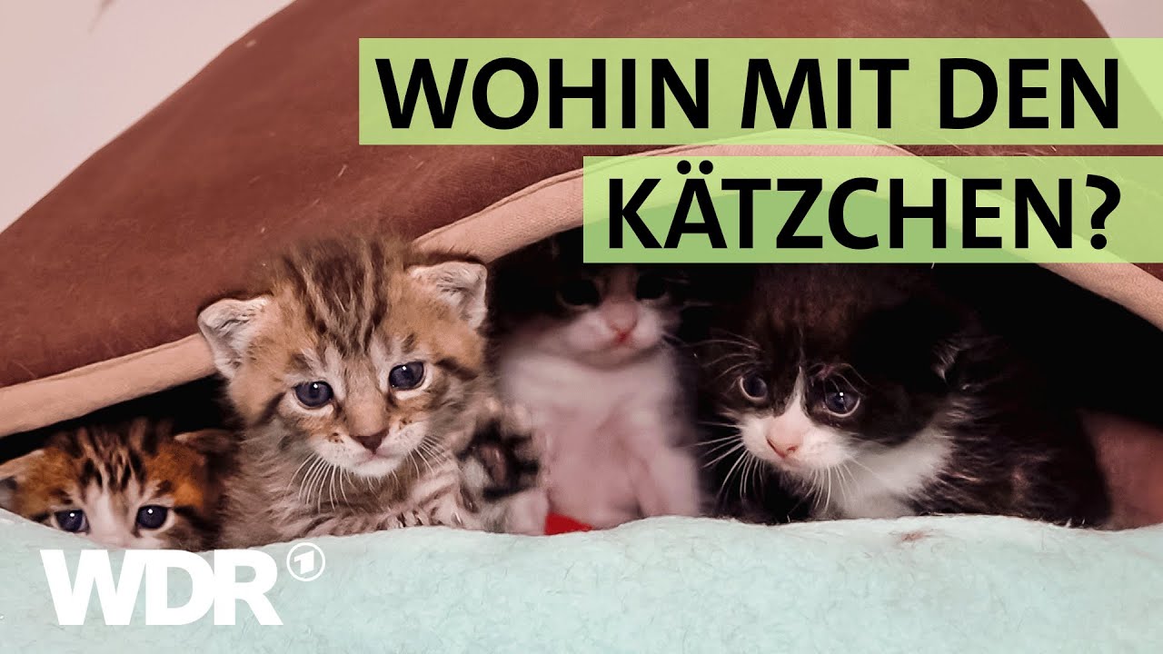 Kein Platz mehr für ausgesetzte Katzen im Tierheim Duisburg | S03/E02 | Hallo Tierheim | WDR