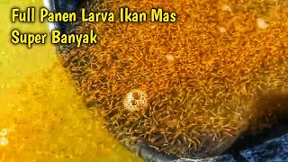 Hasil Melimpah Panen larva ikan mas || Full kegiatan panen larva ikan mas