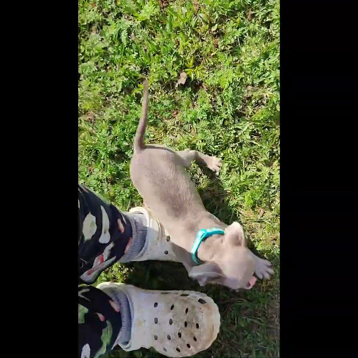 💎💎💎пти брабансон.щенок.окрас Изабелла💎💎💎 #cute #puppy #pets #griffon # ...